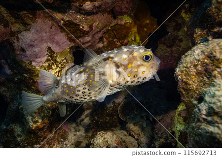 Underwater Tropical Corals Reef with porcupine pufferfish . Marine life sea world. Tropical colourful underwater seascape. 115692713