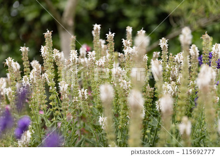 many small colored flowers with green leaves in the garden . fragrant flowers many small colored flowers with green leaves in the garden . fragrant flowers 115692777