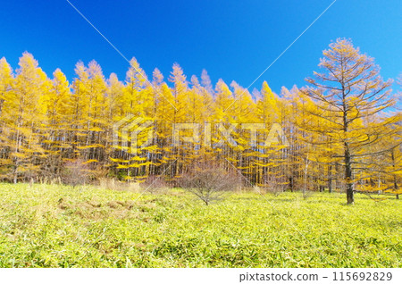 Autumn in Oku-Nikko Kono Karamatsu larch 115692829