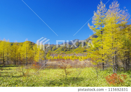 Autumn in Oku-Nikko Kono Karamatsu larch 115692831