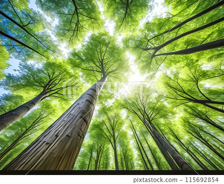 CG background illustration: Image of looking up at the sky from the forest 115692854