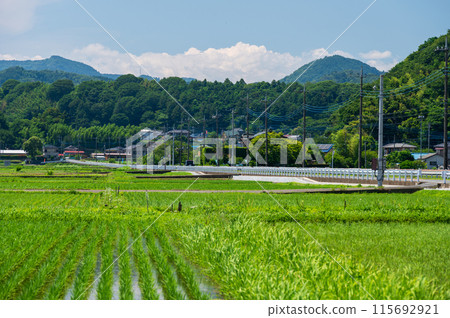 Scenery of Minowa farmland: Summer countryside 115692921