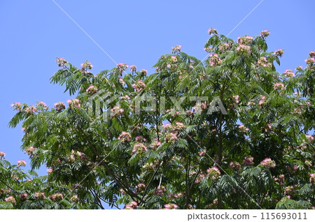 Apricot flower blooming in the blue sky Apricot flower blooming in the blue sky 115693011