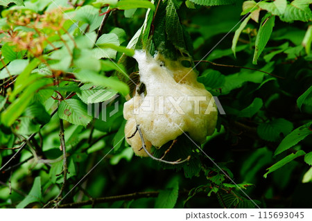 The nest of Moria rabbit fly 115693045