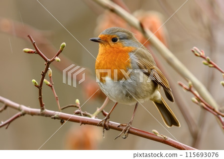 European robin perched on a branch in spring nature 115693076