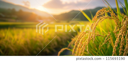 夕陽照亮的稻田裡的稻穗 115693190