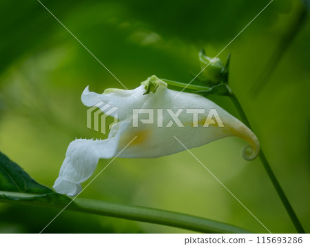 白吊船，吊船莊的白花品種 115693286