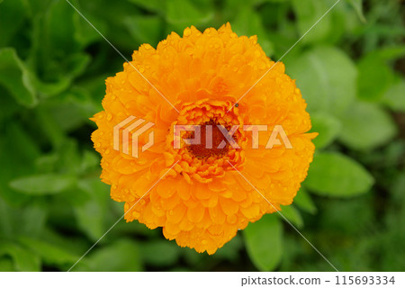 Medicinal pot marigold harvested Calendula officinalis orange flower common ruddles mary gold or Scotch aromatic herbaceous plant pharmacological ointments cream or tea, rain water drops Europe Medicinal pot marigold harvested Calendula officinalis orange flower common ruddles mary gold or Scotch aromatic herbaceous plant pharmacological ointments cream or tea, rain water drops Europe 115693334