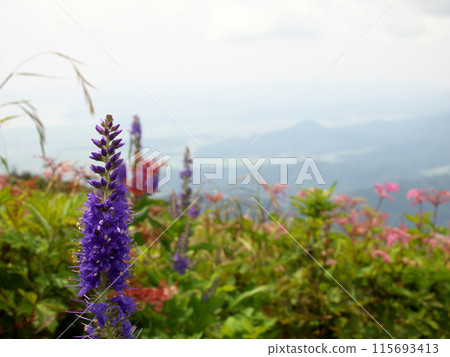 Blue loosestrife blooming in the mountains Blue loosestrife blooming in the mountains 115693413