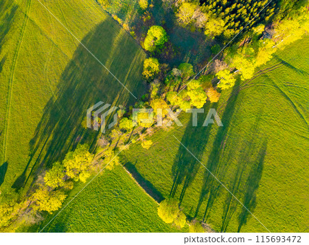 An aerial view of a green field with trees and shadows cast by the sun. The lush foliage and long, dark shadows create a stunning contrast. 115693472