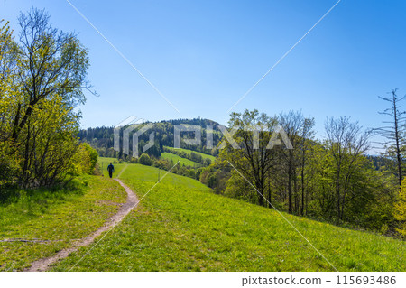 A hiker strolls a path towards Kozakov Mountain in Bohemian Paradise, Czechia, enjoying views of rolling hills and lush forests along the way. 115693486