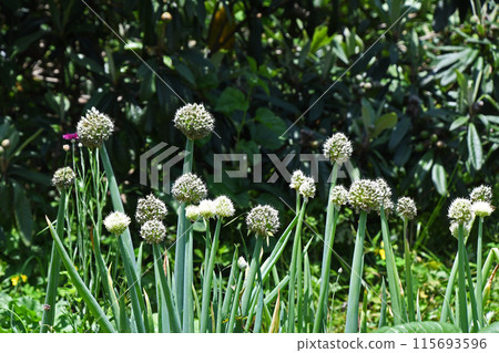 Negibo Biz 115693596