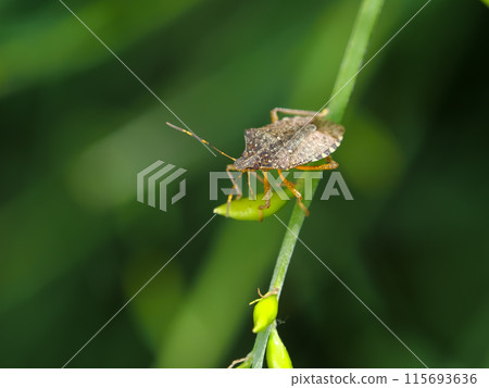 Rabbit bug 115693636