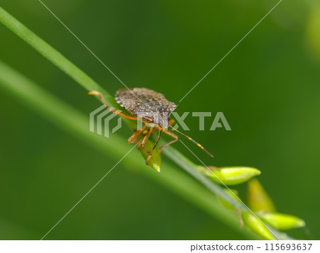 Rabbit bug Rabbit bug 115693637