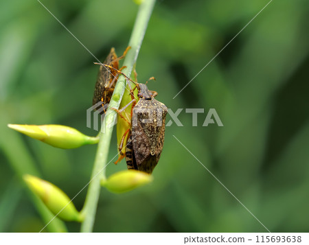 Rabbit bug Rabbit bug 115693638