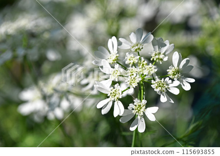 Orlea · White Race Orlea · White Race 115693855