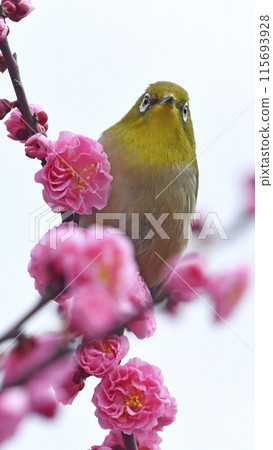 A white-eye has arrived to the red plum blossoms in full bloom (spring image) (heartwarming image) 115693928