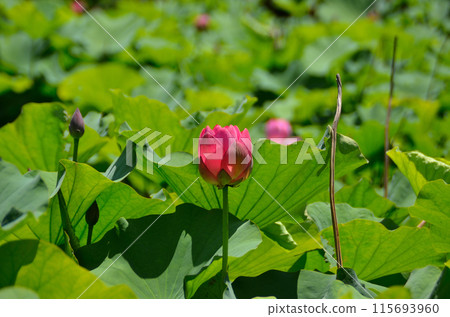 The Ambassador Lotus in the Landscaped Pond at Honjo General Park in Honjo City, Saitama Prefecture The Ambassador Lotus in the Landscaped Pond at Honjo General Park in Honjo City, Saitama Prefecture 115693960