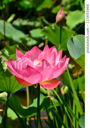 The Ambassador Lotus in the Landscaped Pond at Honjo General Park in Honjo City, Saitama Prefecture 115693966