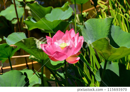 The Ambassador Lotus in the Landscaped Pond at Honjo General Park in Honjo City, Saitama Prefecture 115693970