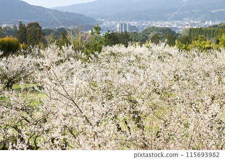 Bamboo garden in full bloom 115693982