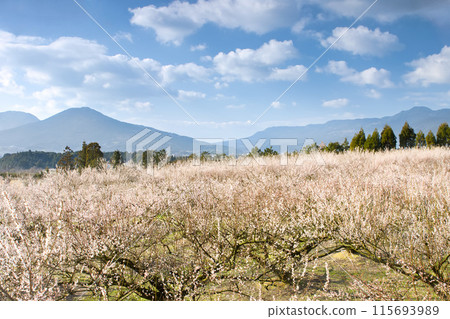 Bamboo garden in full bloom 115693989
