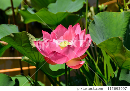 埼玉縣本莊市本莊綜合公園修慶池的大使蓮花 115693997