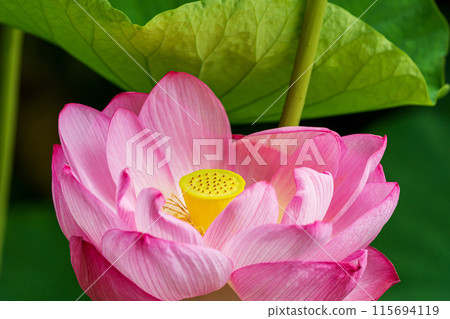 Lotus flower Lotus flower 115694119