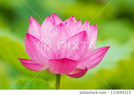 蓮花 蓮花 115694123