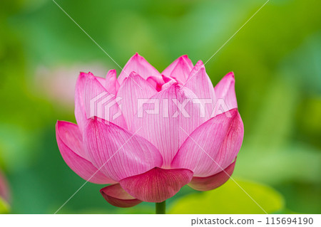 Lotus flower  115694190