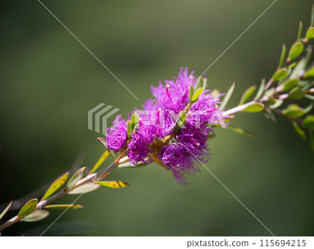 Red-purple Melaleuca wilsonii Red-purple Melaleuca wilsonii 115694215