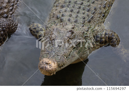 The salt crocodile swimming on the river near canal The salt crocodile swimming on the river near canal 115694297