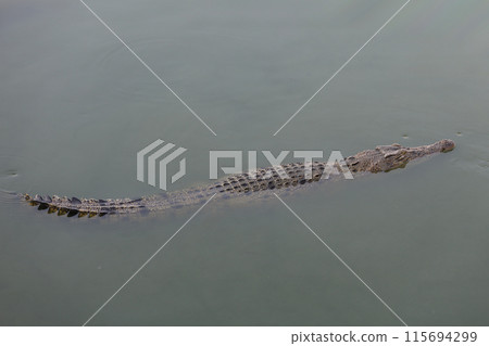 The salt crocodile swimming on the river near canal 115694299