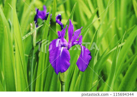 Iris Iris 115694344