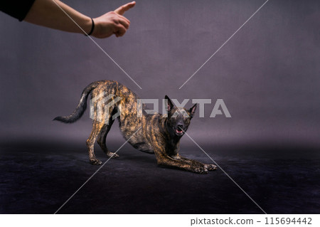 Brown dog shepherd executes a command on a dark red yellow background 115694442