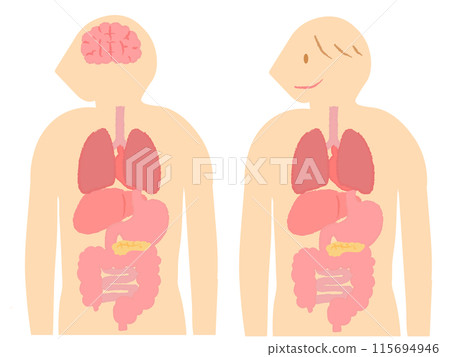 人體、人體解剖圖、內臟/器官 115694946