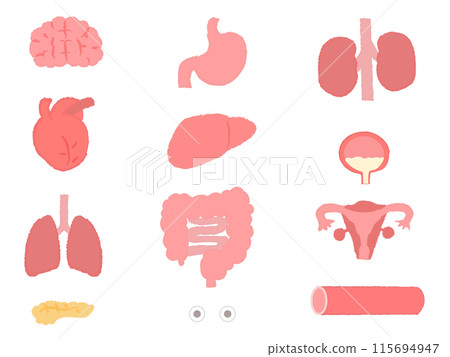Simple organs, internal organs illustration set Simple organs, internal organs illustration set 115694947