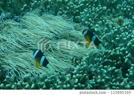 Amami Oshima is the largest island in the Satsunan island chain that runs between Kyushu and Okinawa and belongs to Kagoshima Prefecture. 115695193