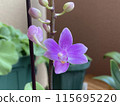 西方蘭花 Doritis 的粉紅色花朵和芽 115695220