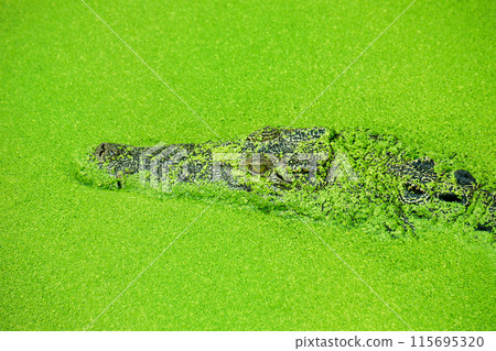 crocodile partially submerged in water covered with green duckweed, natural camouflage and alligator predator behavior. aisan siamese crocodile in river at the asia tropical forest hiding for hunting 115695320