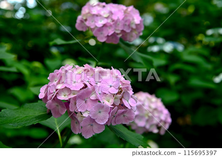 hydrangea hydrangea 115695397