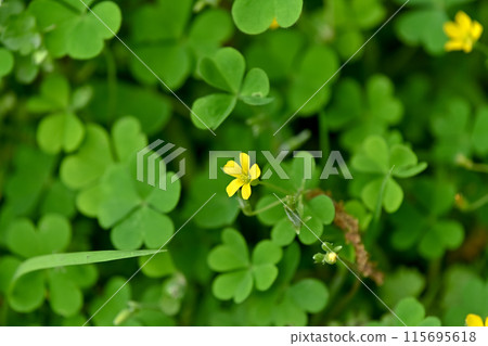 黃色的花 115695618