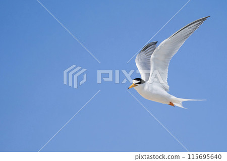 核心燕鷗在藍藍的天空中飛翔 115695640