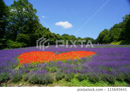 坦原高原薰衣草公園 115695641