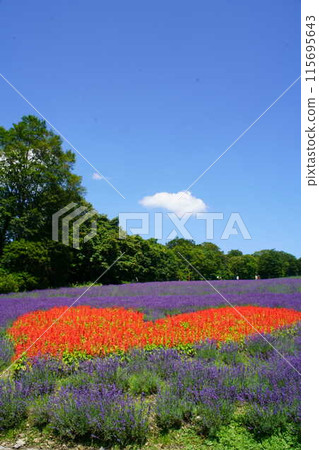 坦原高原薰衣草公園 115695643