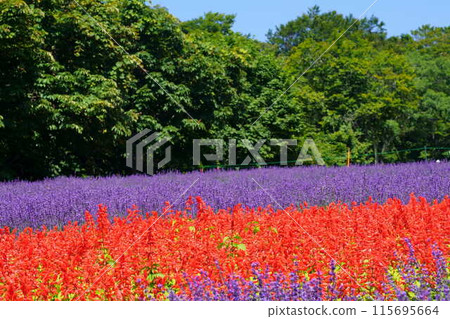 坦原高原薰衣草公園 115695664