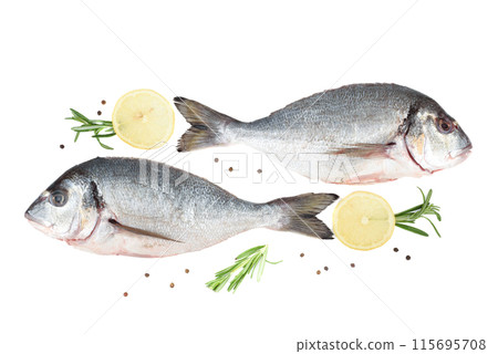 On white background two dorado fish, lemon circles with rosemary sprigs and peppercorns. On white background two dorado fish, lemon circles with rosemary sprigs and peppercorns. 115695708