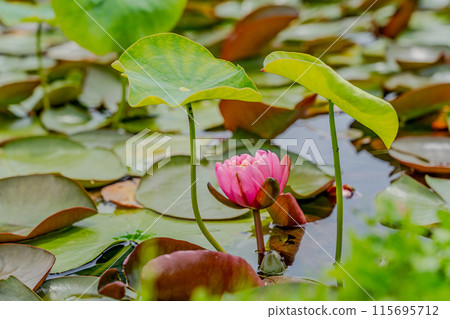 Landscape with lotus flowers 115695712