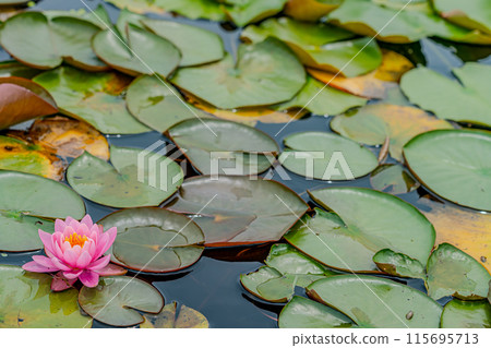 Water lily flower floating on the surface of the water Water lily flower floating on the surface of the water 115695713