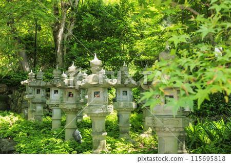 勝尾寺：初夏綠意盎然、繡球花盛開 115695818